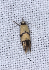 Psaroxantha basilica