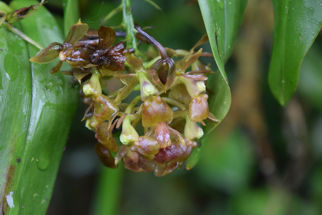 Epidendrum larae Dodson & R.Vásquez