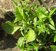 Magnoliopsida
