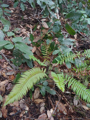 Polystichum californicum × munitum
