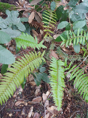 Polystichum californicum × munitum