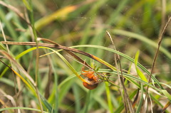 Araneus alsine