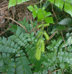 Archidendron clypearia