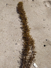 Carpophyllum plumosum