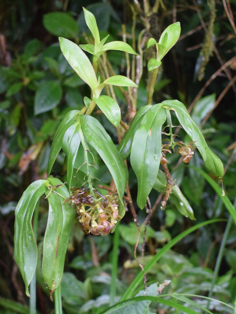 Epidendrum larae Dodson & R.Vásquez 2