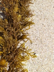 Carpophyllum plumosum