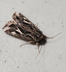 Spodoptera pulchella