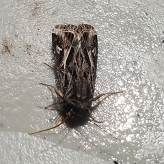 Spodoptera pulchella
