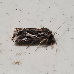 Spodoptera pulchella