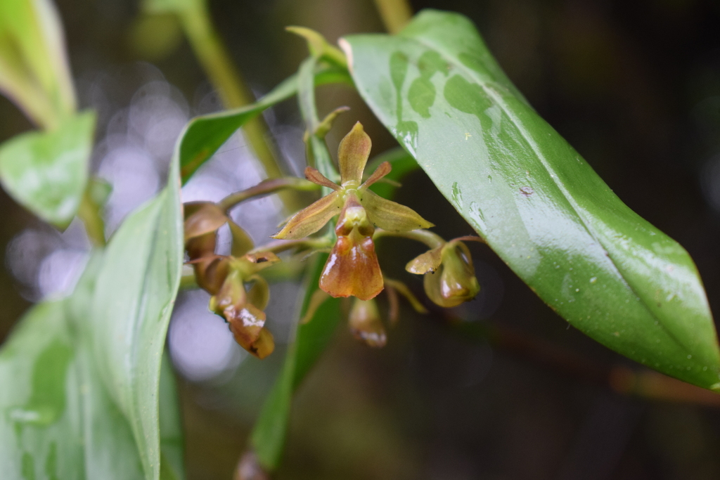 Epidendrum larae Dodson & R.Vásquez 3