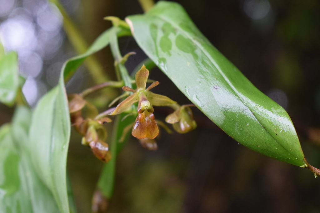 Epidendrum larae Dodson & R.Vásquez 4