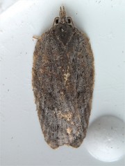 Acleris maximana