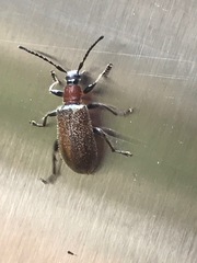 Metriolagria affinis