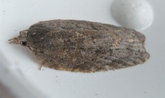 Acleris maximana