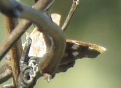 Libytheana carinenta
