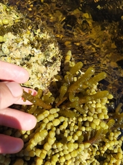 Splachnidium rugosum