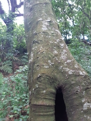 Beilschmiedia tawa