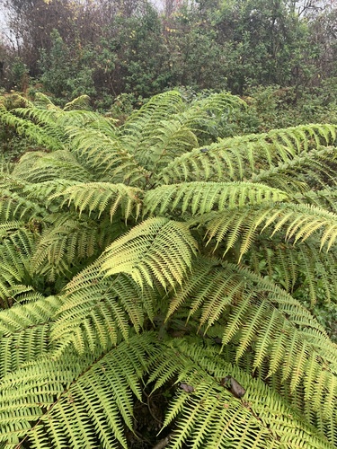 Pteris tripartita