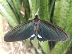 Parides erithalion cauca