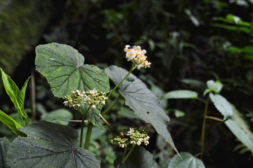Begonia exalata