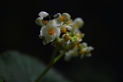 Begonia exalata