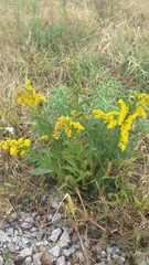 Solidago sempervirens