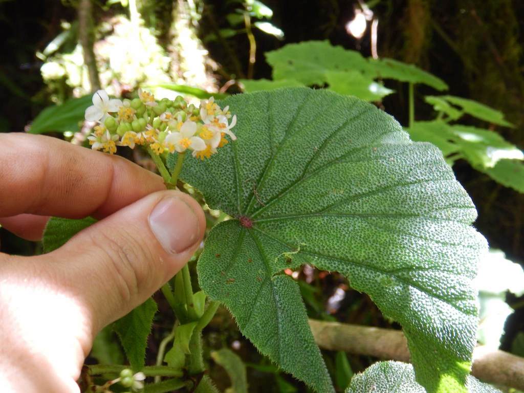 Begonia exalata
