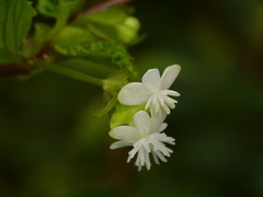 Begonia urticae