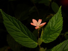 Begonia tetrandra