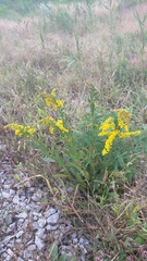 Solidago sempervirens