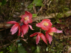 Begonia maurandiae