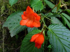 Begonia longirostris
