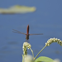 Urothemis aliena