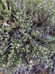 Helichrysum intermedium intermedium