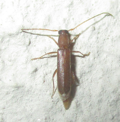 Linopteridius