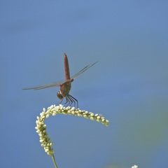 Urothemis aliena