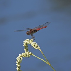 Urothemis aliena