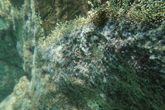 Pedicellina