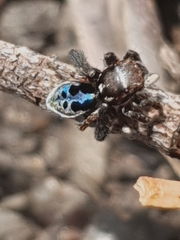 Maratus nigromaculatus