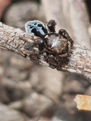 Maratus nigromaculatus