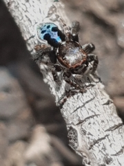 Maratus nigromaculatus
