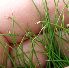 Isolepis cernua cernua