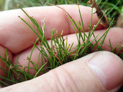 Isolepis cernua cernua