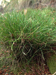 Isolepis cernua cernua