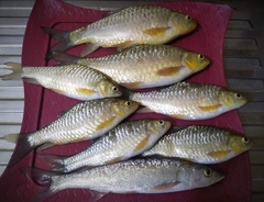 Carasobarbus luteus