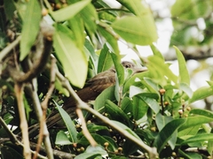 Turdus leucomelas
