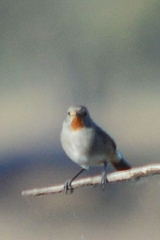 Pyrrholaemus brunneus