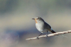 Pyrrholaemus brunneus