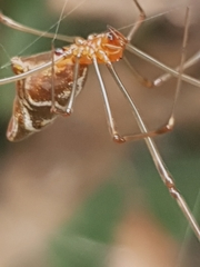 Argyrodes fissifrons