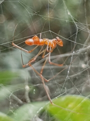 Argyrodes fissifrons